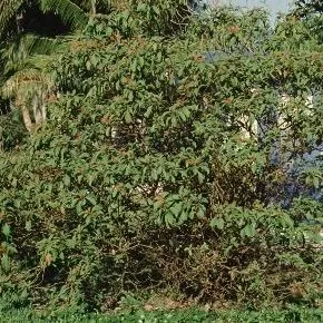 thumbnail for publication: Hamelia patens Firebush, Scarlet Bush